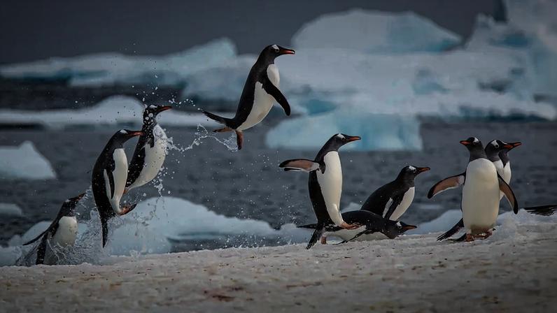 Fotografia de um grupo de pinguins saindo da água.