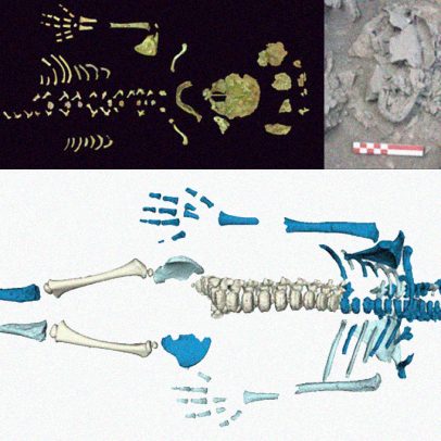 Bebês neandertais eram grandes, aponta estudo com esqueleto