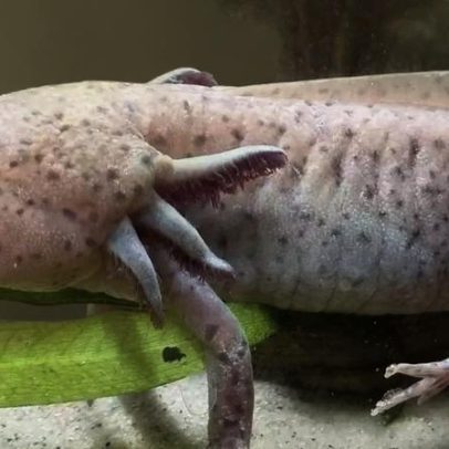 Menina encontra anfíbio mexicano sob ameaça de extinção no País de Gales