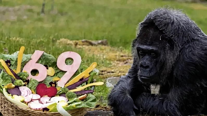 Gorila Fatou completa 69 anos e simboliza longevidade em cativeiro