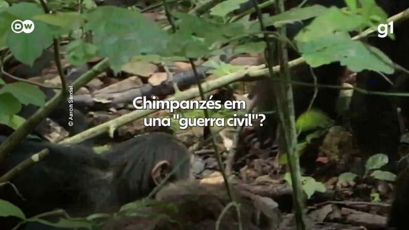 Chimpanzés em uma "guerra civil"?