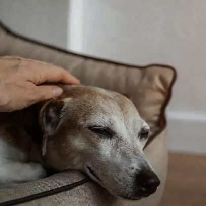 Pet idoso: como cuidar da saúde do seu animal na terceira idade