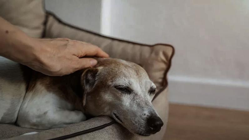 Veterinária explica como cuidar da saúde do pet idoso