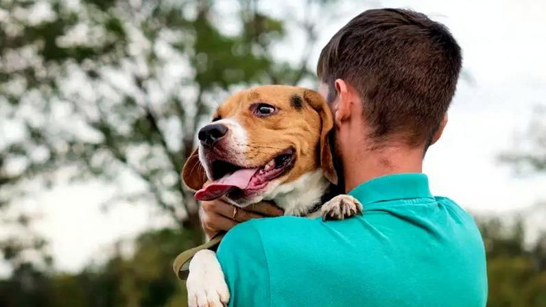 Nova lei regulamenta a guarda compartilhada de pets em separações no Brasil e define regras sobre convivência, custos e proteção do animal