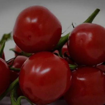 Molho, extrato e ketchup têm diferenças no uso do tomate
