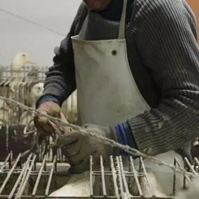 Câmara aprova proibição do foie gras no Brasil, segundo da América Latina a banir