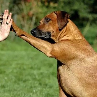 Por que os cães inclinam a cabeça ao falar conosco, segundo estudos