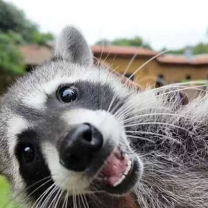 Zoológico de SP registra primeiro filhote de guaxinim norte-americano no Brasil