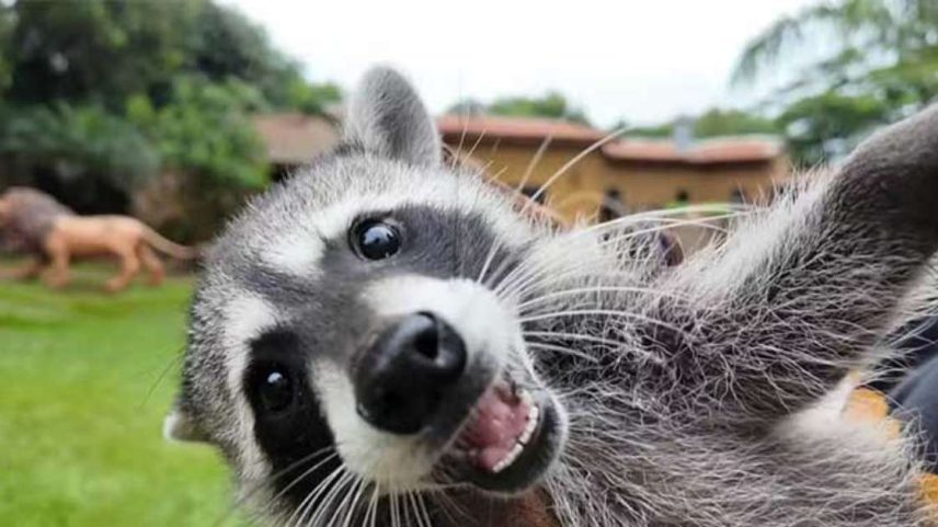 Zoológico de SP registra primeiro filhote de guaxinim norte-americano no Brasil