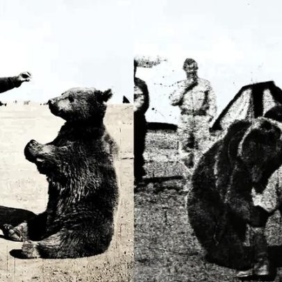 Wojtek, o urso do exército polonês, serviu na Segunda Guerra Mundial