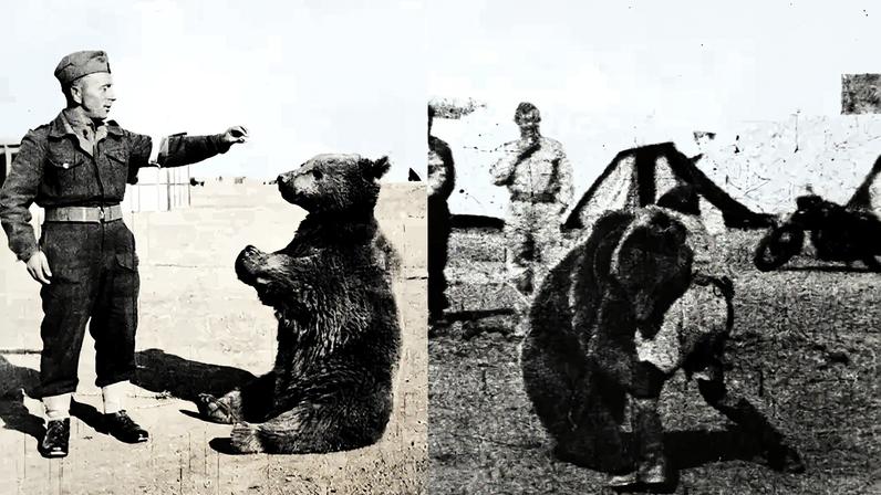 Fotografia do Wojtek, ao lado uma foto dele brincando de luta livre com um soldado polonês.