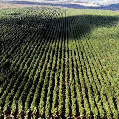 Setor florestal de MG avança e projeta ciclo 2026-2030