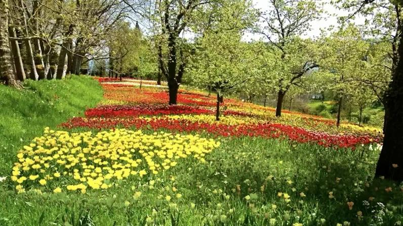 Canteiros de flores e cercas vivas delimitando plantações são refúgios para polinizadores.