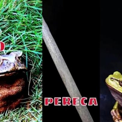 Diferenças entre sapo, perereca e rã explicadas