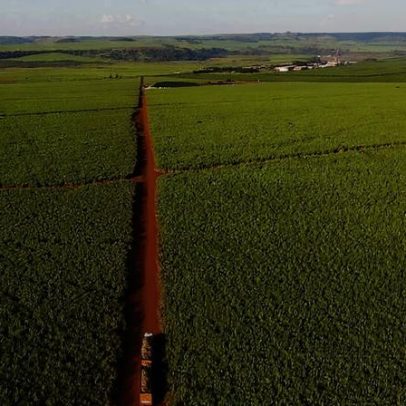 Centro de pesquisa inaugura unidade de sementes sintéticas de cana em SP