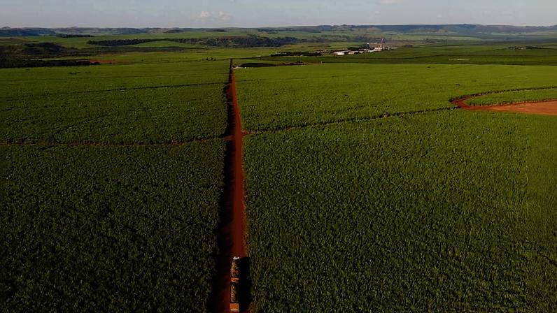 Centro de pesquisa inaugura unidade de sementes sintéticas de cana em SP