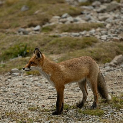 Aves e raposas como alerta precoce de resistência a antibióticos