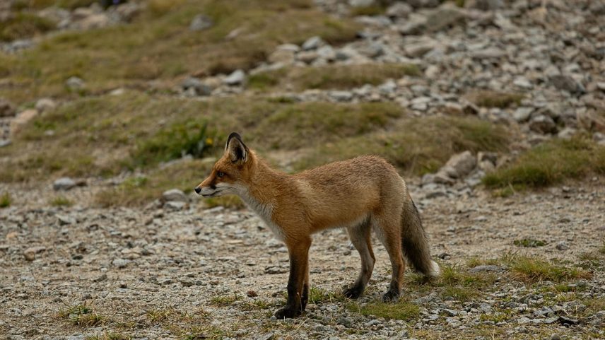 Aves e raposas como alerta precoce de resistência a antibióticos