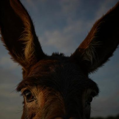 Bombeiros com burros na Espanha evitam incêndios em Doñana há uma década