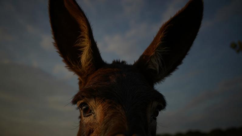 Bombeiros com burros na Espanha evitam incêndios em Doñana há uma década
