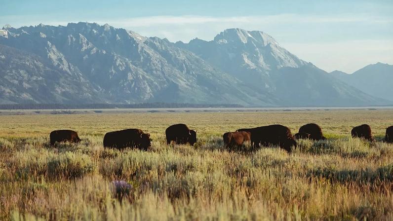 Conservação de bisões amplia biodiversidade e captura de carbono na Europa