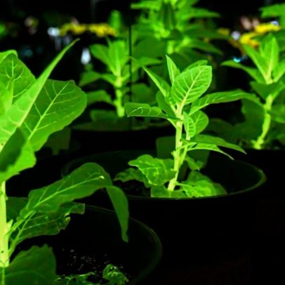 Cientistas chineses revelam plantas luminescentes que podem iluminar cidades