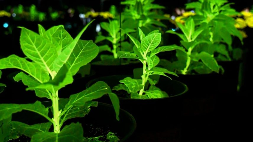 Genetic engineering creates luminescent plants, bringing "Avatar'' world closer to reality