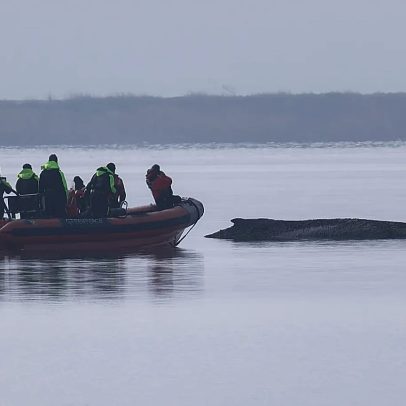 Equipes suspendem busca por baleia encalhada na Alemanha; resgate improvável