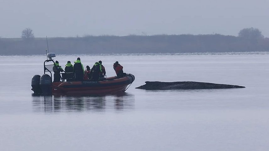 A Greenpeace boat approaches the humpback whale which is still stuck off near the island of Poel, 1 April, 2026