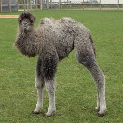 Filhote de camelo Sophia nasce no Whipsnade Zoo e amplia foco em conservação