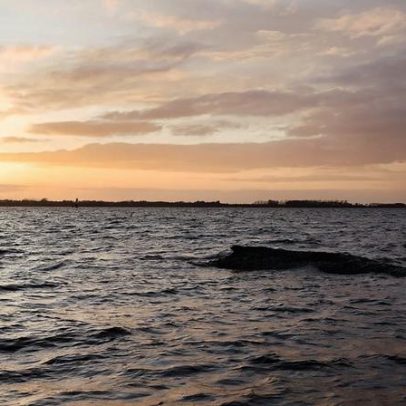 Timmy, a baleia: podem canções salvá-lo? biólogo prepara autópsia