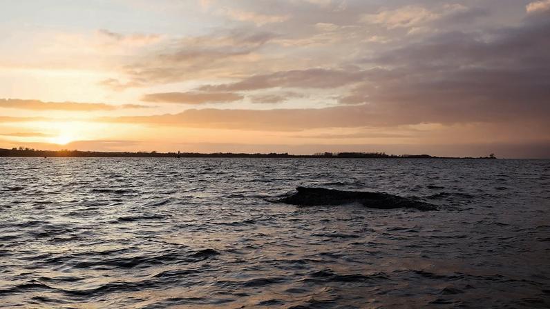 Timmy, a baleia: podem canções salvá-lo? biólogo prepara autópsia