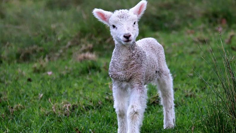 Custo da mudança climática atinge lares na Páscoa com o jantar de cordeiro
