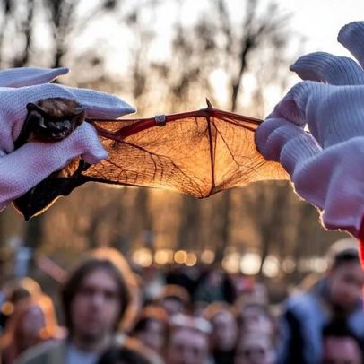 Ucranianos libertam morcegos ameaçados resgatados da guerra, trazendo alívio