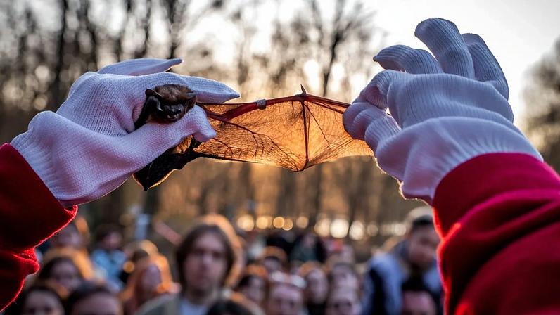 A volunteer of the Ukrainian bat rehabilitation center shows the wing of a rescued bat to people before returning bats to the wild in Kyiv, Ukraine, Saturday, April 4, 2026.