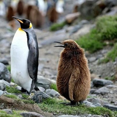 Pinguim-imperador e foca austral em risco por filhotes afogados e falta de alimento