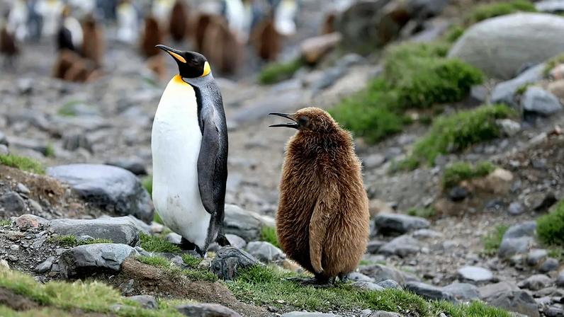 Pinguim-imperador e foca austral em risco por filhotes afogados e falta de alimento