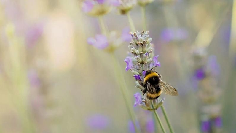 Queen bees can breathe underwater, allowing them to stay alive over winter as melting snow floods their burrows.