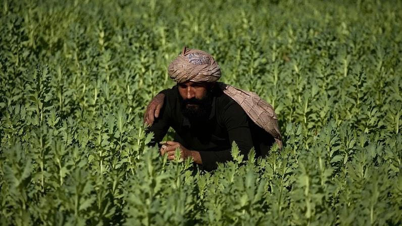 Polícia destrói campos de papoula no Paquistão
