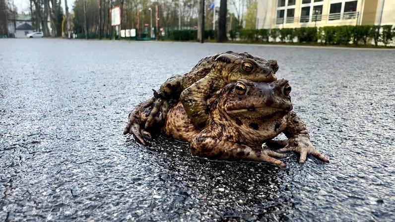 Polônia: Patrulha das Rãs salva milhares de anfíbios durante migração
