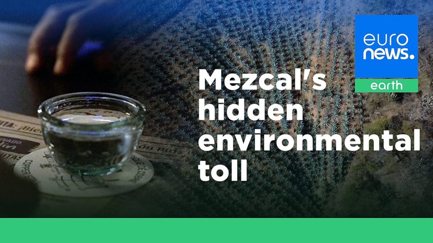 Popularidade do mezcal cresce, mas florestas pagam o preço