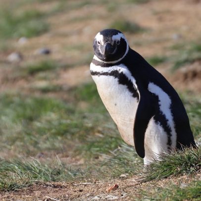 Cientistas estudam pinguins para detectar químicos eternos em região remota