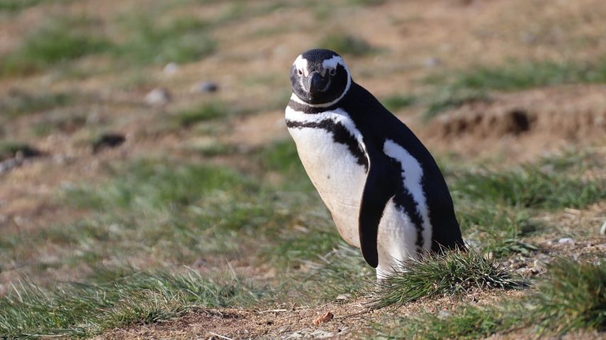 Cientistas estudam pinguins para detectar químicos eternos em região remota