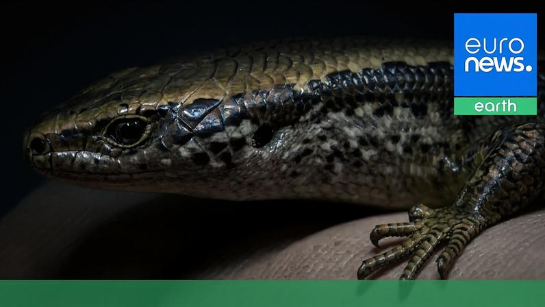 Lagartos mais raros do mundo quase extintos; conservação na NZ salvou-os