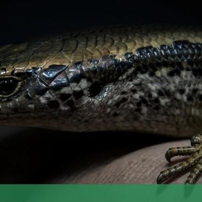 Um dos lagartos mais raros do mundo quase dizimado por ratos locais