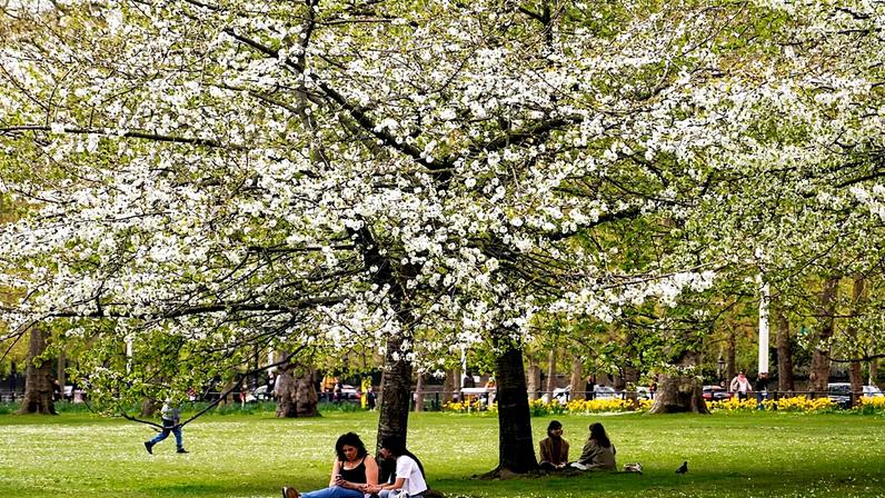 Pólen fica por mais tempo com estações mais longas; veja como se proteger