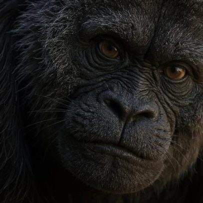 Maior gorila em cativeiro completa 69 anos no zoológico de Berlim