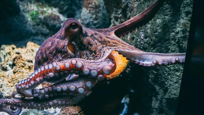 Researchers found that the mating arm is a sensory organ which, like octopuses’ other arms, is loaded with suckers that contain chemotactile receptors.