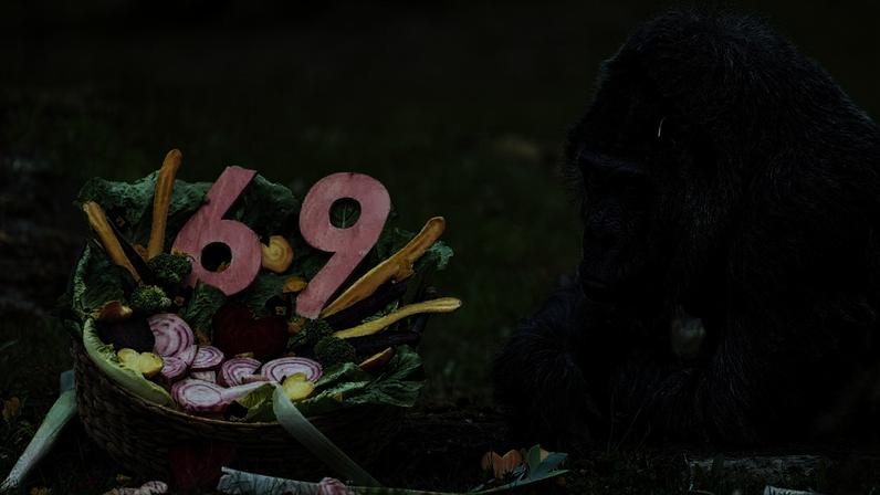 Alemanha comemora 69º aniversário do gorila mais velho do zoológico