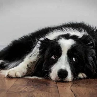 Como saber se seu cão está com dor e o que fazer